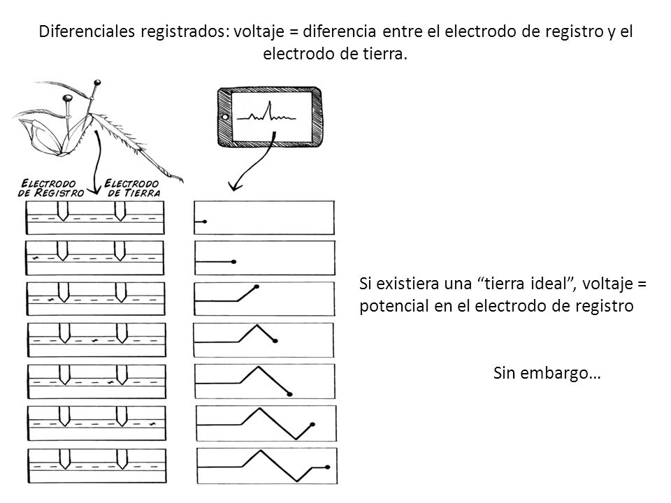 Diferenciales registrados: voltaje = diferencia entre el electrodo de registro y el electrodo de tierra.