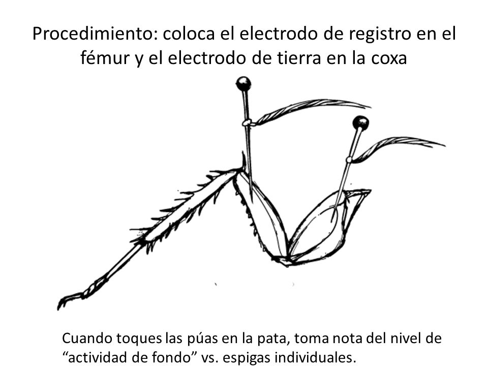 Procedimiento: coloca el electrodo de registro en el fémur y el electrodo de tierra en la coxa