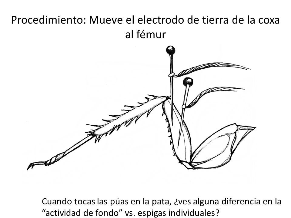 Procedimiento: Mueve el electrodo de tierra de la coxa al fémur