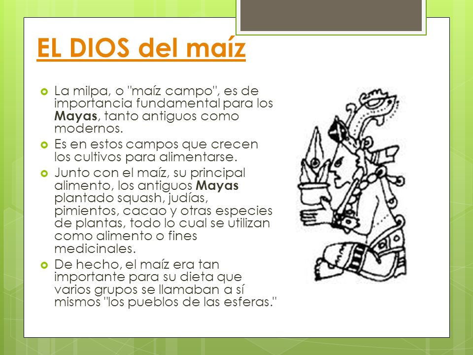 EL DIOS del maíz La milpa, o maíz campo , es de importancia fundamental para los Mayas, tanto antiguos como modernos.