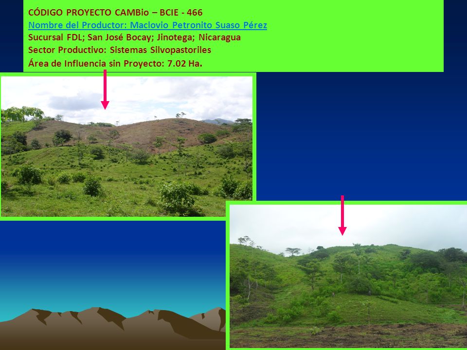 CÓDIGO PROYECTO CAMBio – BCIE Nombre del Productor: Maclovio Petronito Suaso Pérez Sucursal FDL; San José Bocay; Jinotega; Nicaragua Sector Productivo: Sistemas Silvopastoriles Área de Influencia sin Proyecto: 7.02 Ha.