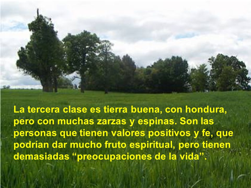 La tercera clase es tierra buena, con hondura, pero con muchas zarzas y espinas.