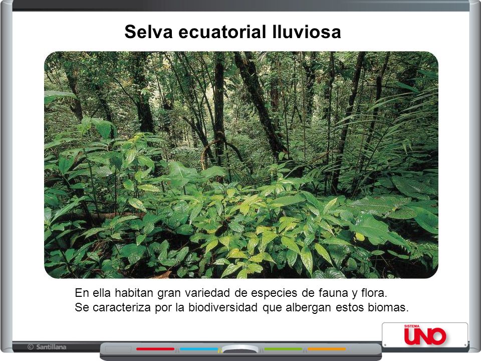 Selva ecuatorial lluviosa