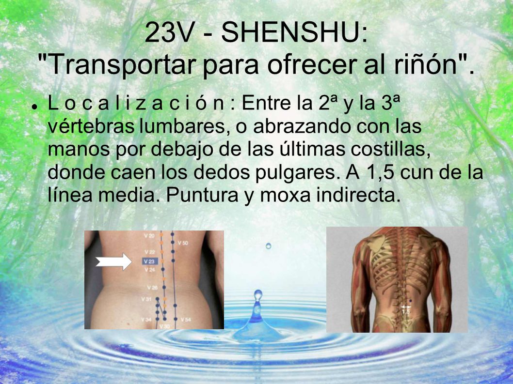 23V - SHENSHU: Transportar para ofrecer al riñón .