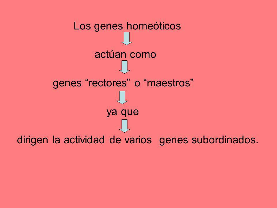 Los genes homeóticos actúan como. genes rectores o maestros ya que.