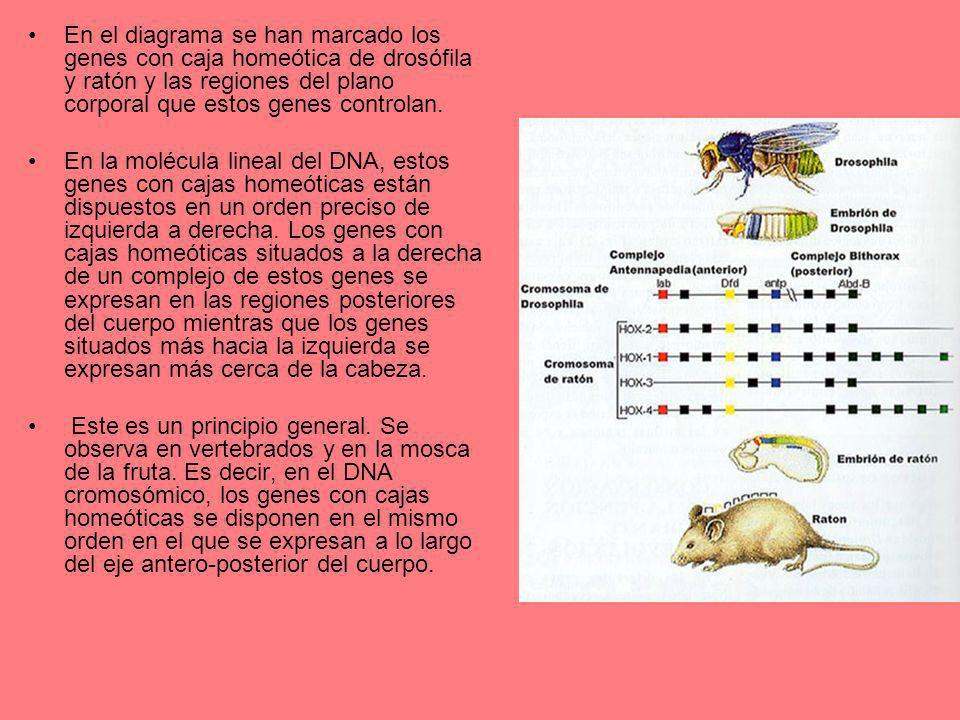 En el diagrama se han marcado los genes con caja homeótica de drosófila y ratón y las regiones del plano corporal que estos genes controlan.