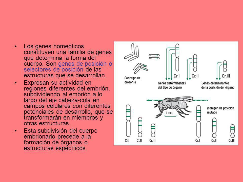 Los genes homeóticos constituyen una familia de genes que determina la forma del cuerpo. Son genes de posición o selectores de posición de las estructuras que se desarrollan.