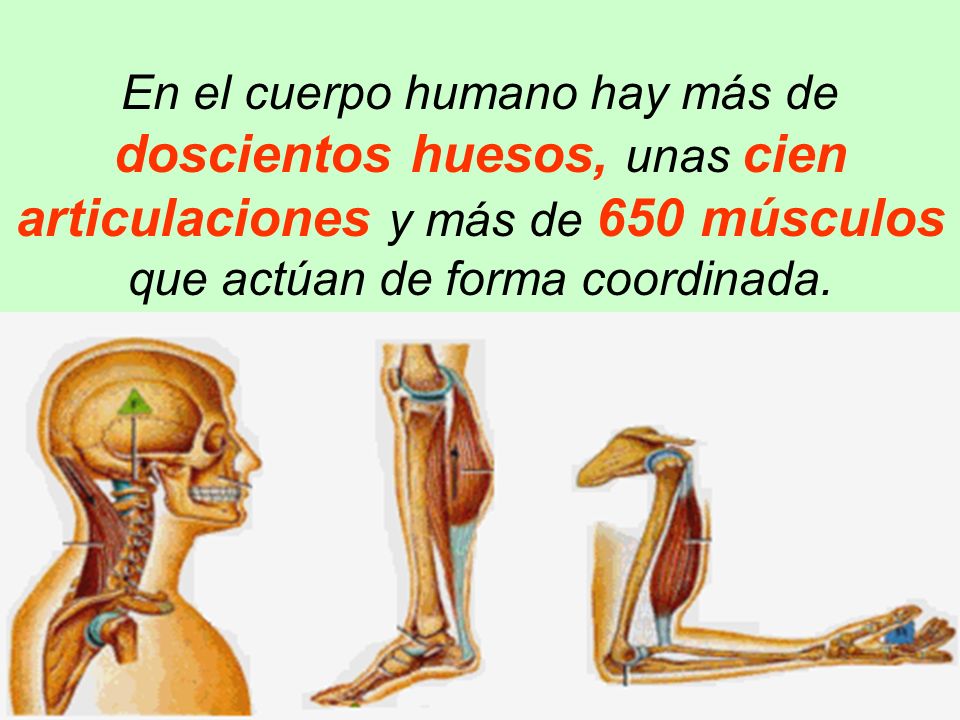 En el cuerpo humano hay más de doscientos huesos, unas cien articulaciones y más de 650 músculos que actúan de forma coordinada.