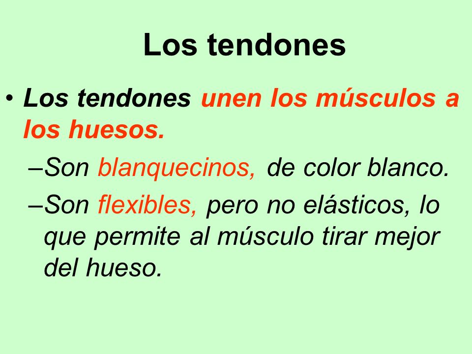 Los tendones Los tendones unen los músculos a los huesos.