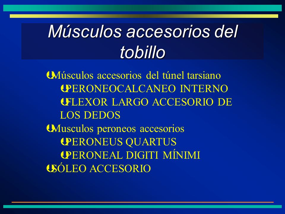 Músculos accesorios del tobillo