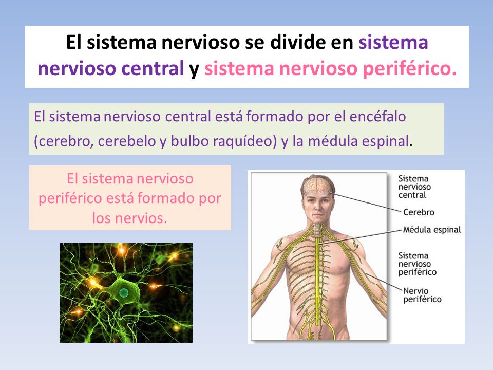 El sistema nervioso periférico está formado por los nervios.