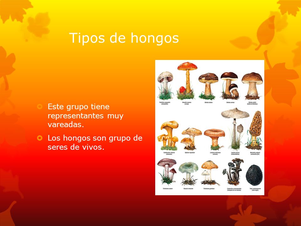 Tipos de hongos Este grupo tiene representantes muy vareadas.