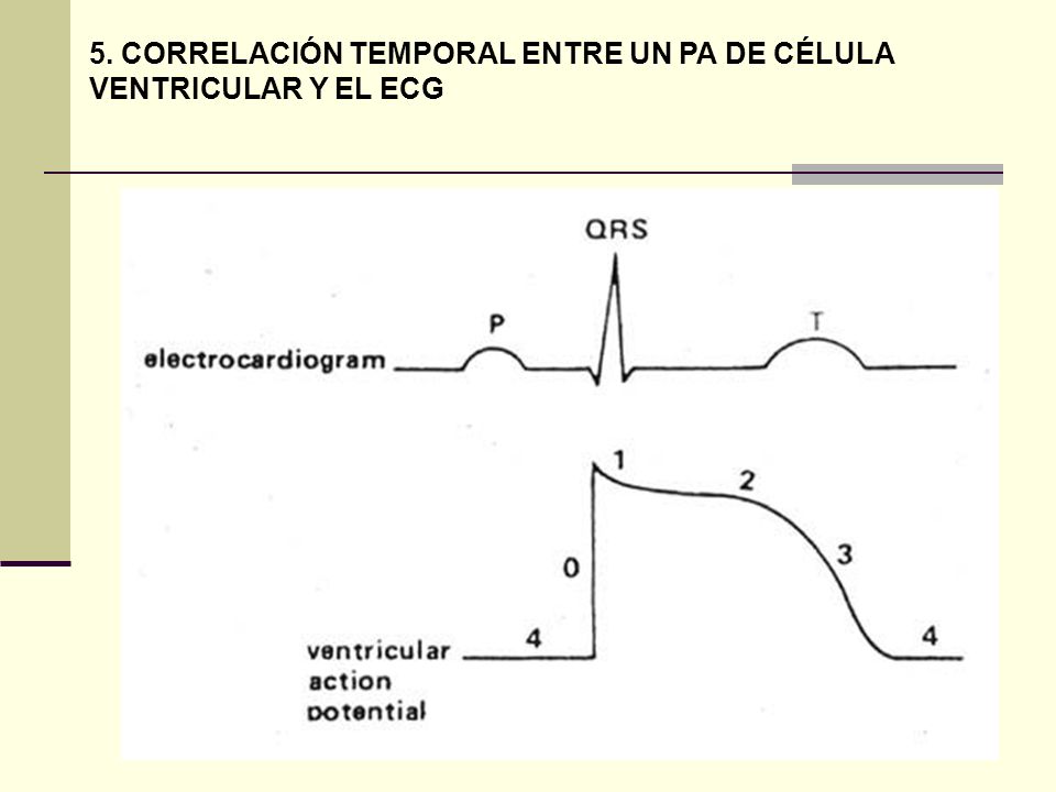 5. CORRELACIÓN TEMPORAL ENTRE UN PA DE CÉLULA VENTRICULAR Y EL ECG