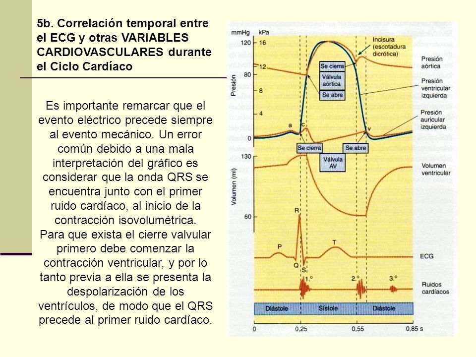 5b. Correlación temporal entre el ECG y otras VARIABLES CARDIOVASCULARES durante el Ciclo Cardíaco