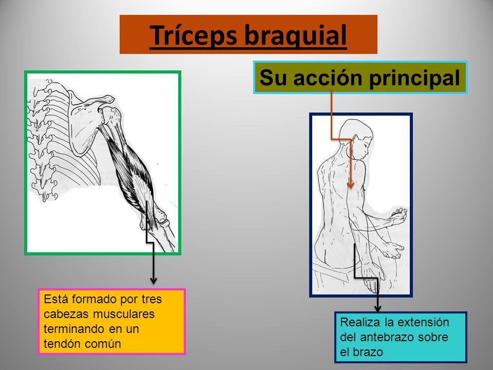 Tríceps braquial Su acción principal