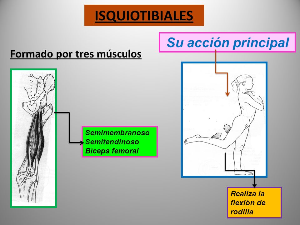 ISQUIOTIBIALES Su acción principal Formado por tres músculos