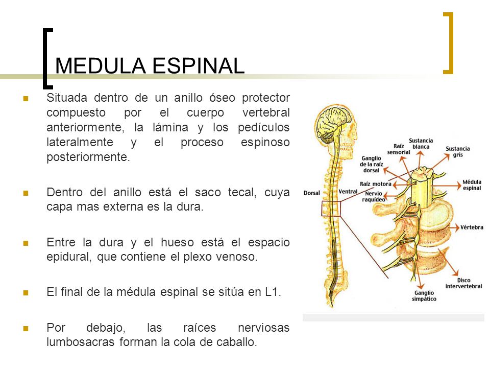 MEDULA ESPINAL