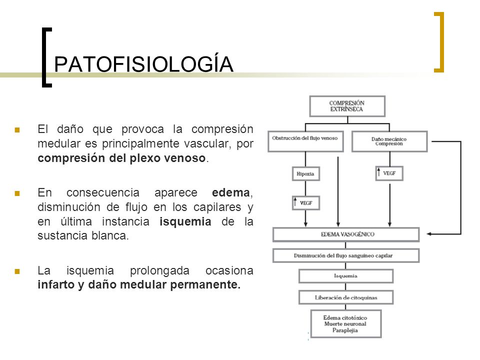PATOFISIOLOGÍA El daño que provoca la compresión medular es principalmente vascular, por compresión del plexo venoso.