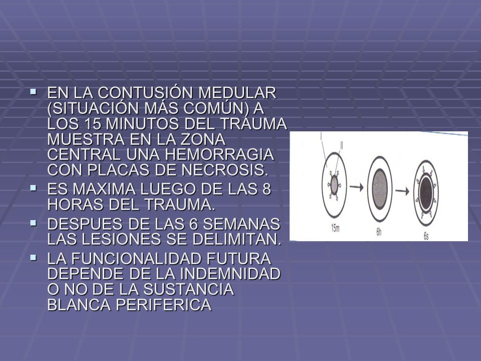 EN LA CONTUSIÓN MEDULAR (SITUACIÓN MÁS COMÚN) A LOS 15 MINUTOS DEL TRAUMA MUESTRA EN LA ZONA CENTRAL UNA HEMORRAGIA CON PLACAS DE NECROSIS.