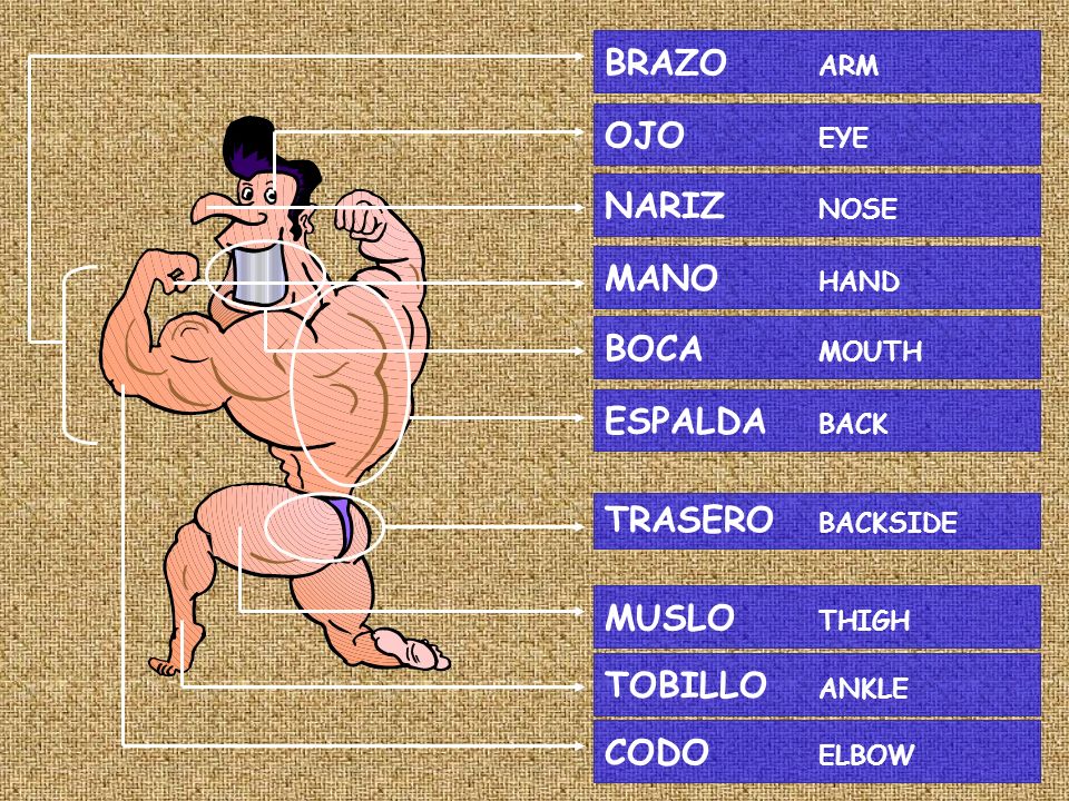 BRAZO ARM OJO EYE. NARIZ NOSE. MANO HAND. BOCA MOUTH. ESPALDA BACK. TRASERO BACKSIDE.