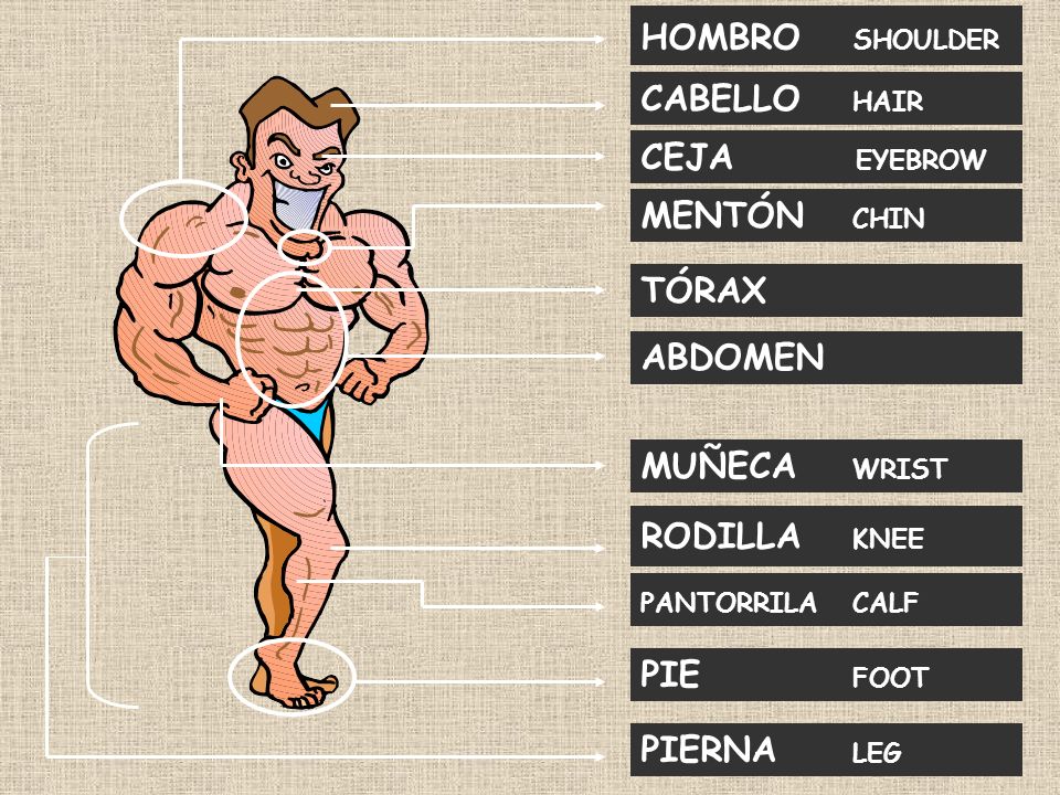 HOMBRO SHOULDER CABELLO HAIR CEJA EYEBROW MENTÓN CHIN TÓRAX ABDOMEN