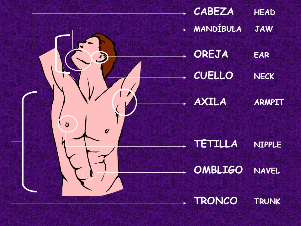 CABEZA HEAD OREJA EAR CUELLO NECK AXILA ARMPIT TETILLA NIPPLE