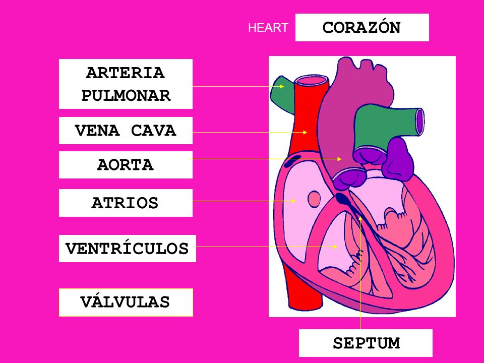 CORAZÓN ARTERIA PULMONAR VENA CAVA AORTA ATRIOS VENTRÍCULOS VÁLVULAS