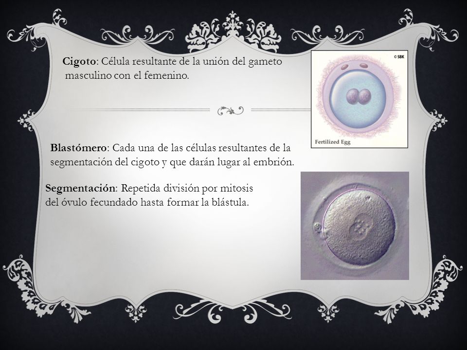 Cigoto: Célula resultante de la unión del gameto