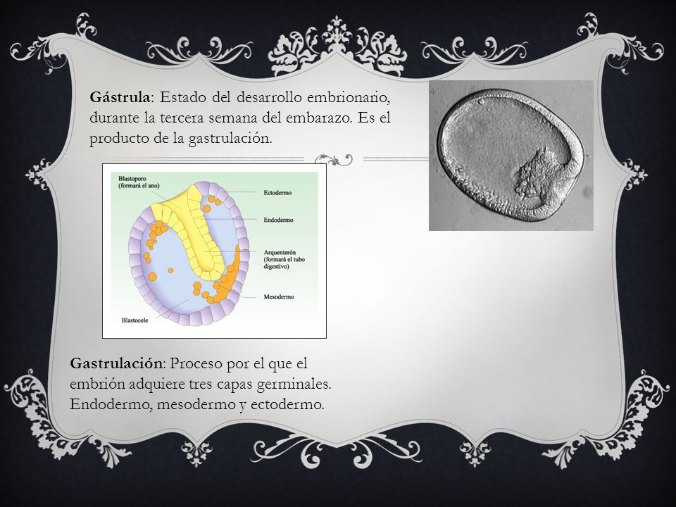 Gástrula: Estado del desarrollo embrionario, durante la tercera semana del embarazo. Es el producto de la gastrulación.