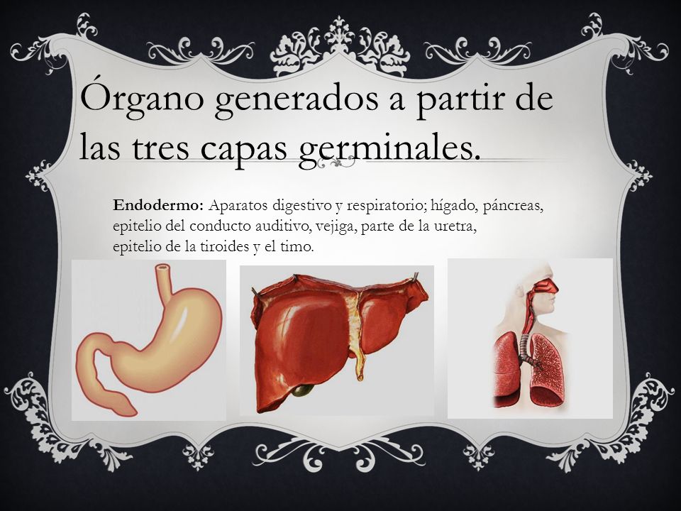 Órgano generados a partir de las tres capas germinales.