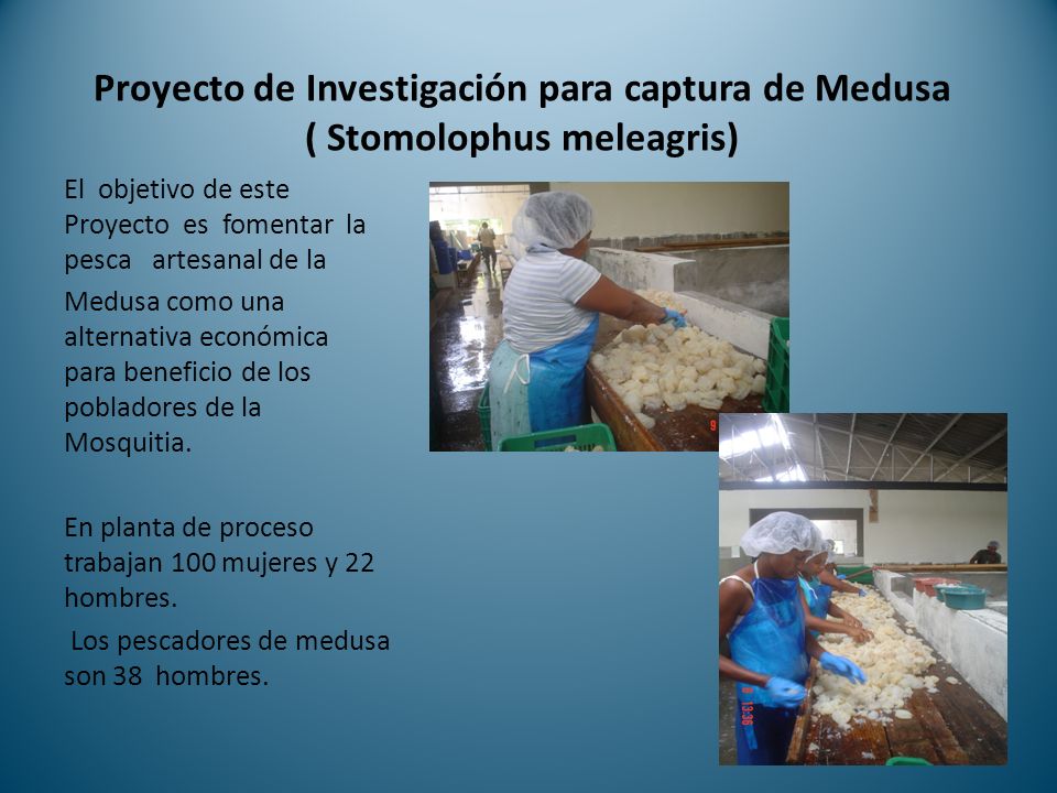 Proyecto de Investigación para captura de Medusa ( Stomolophus meleagris)