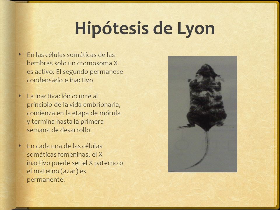 Hipótesis de Lyon En las células somáticas de las hembras solo un cromosoma X es activo. El segundo permanece condensado e inactivo.
