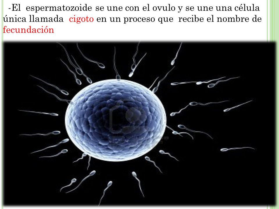 -El espermatozoide se une con el ovulo y se une una célula única llamada cigoto en un proceso que recibe el nombre de fecundación