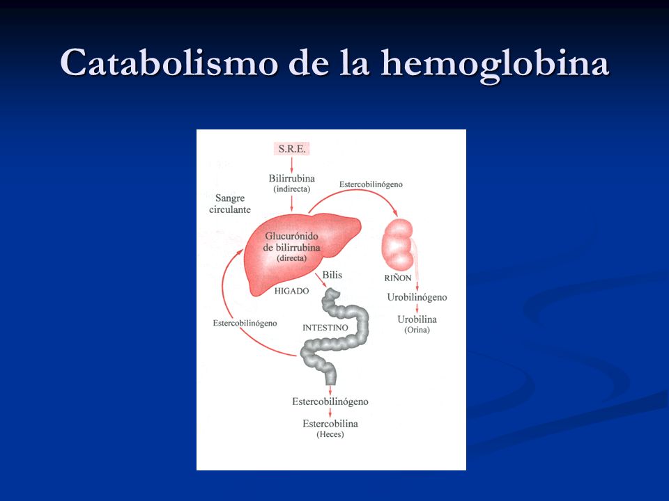 Catabolismo de la hemoglobina