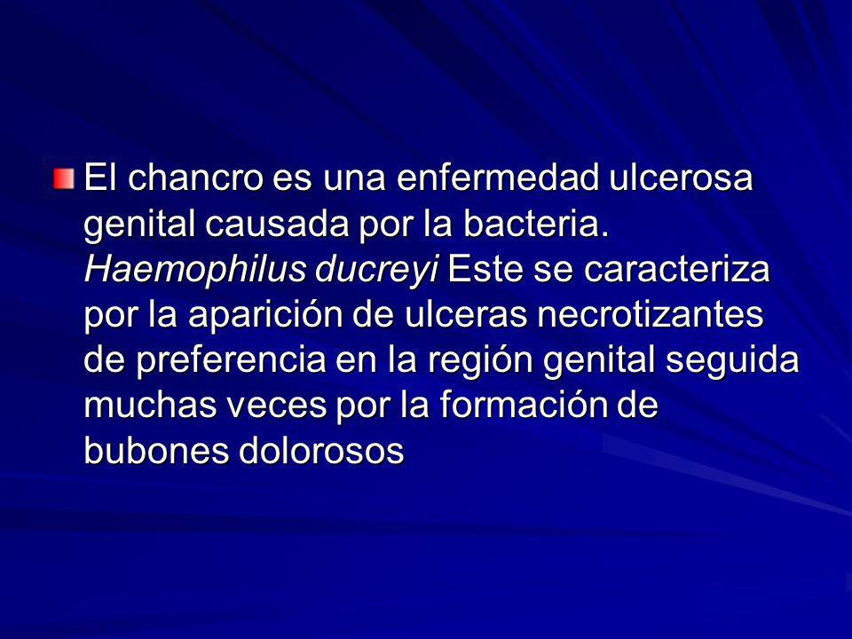 El chancro es una enfermedad ulcerosa genital causada por la bacteria