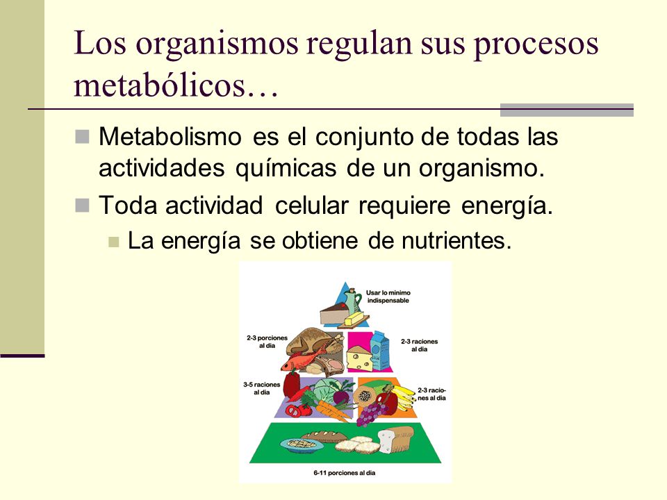 Los organismos regulan sus procesos metabólicos…