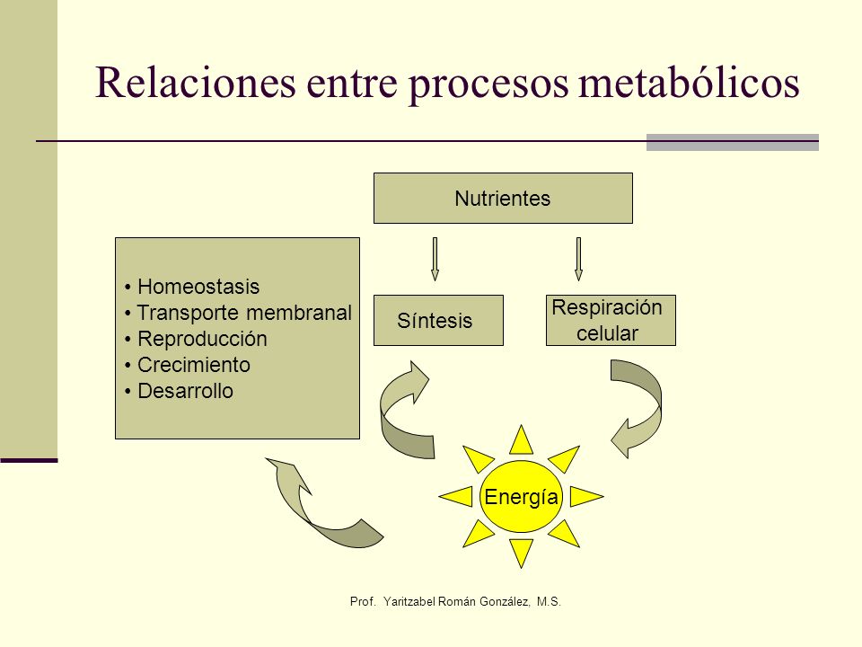 Relaciones entre procesos metabólicos