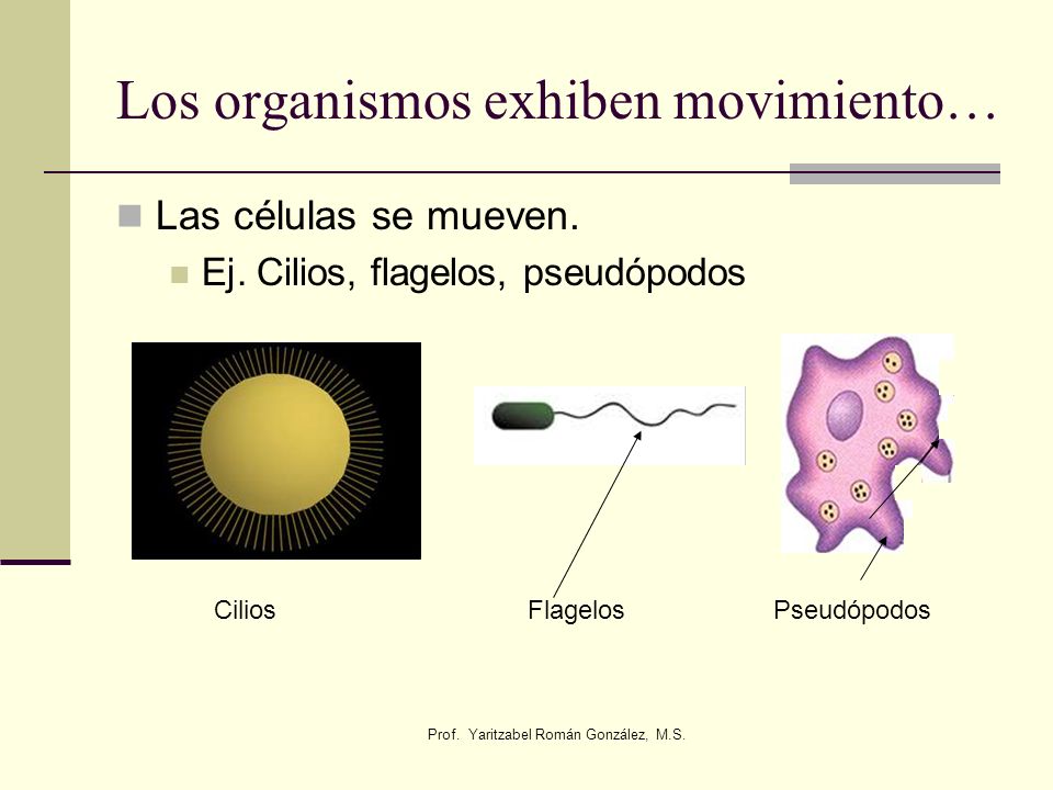 Los organismos exhiben movimiento…