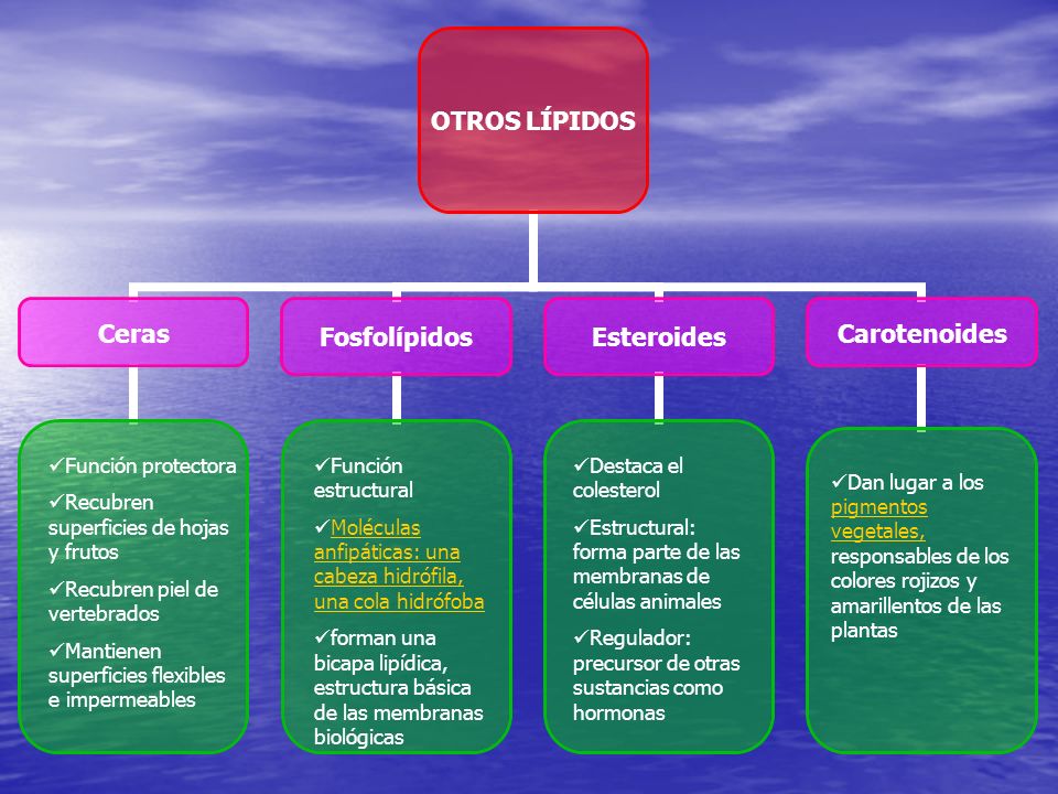 Función protectora Recubren superficies de hojas y frutos. Recubren piel de vertebrados. Mantienen superficies flexibles e impermeables.