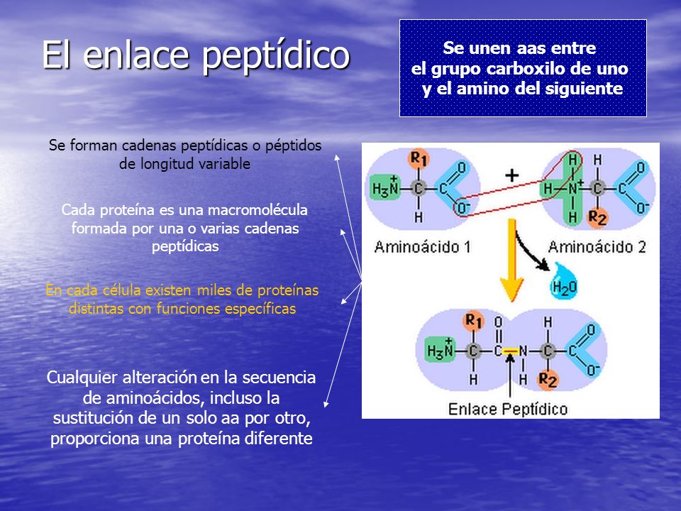 el grupo carboxilo de uno y el amino del siguiente