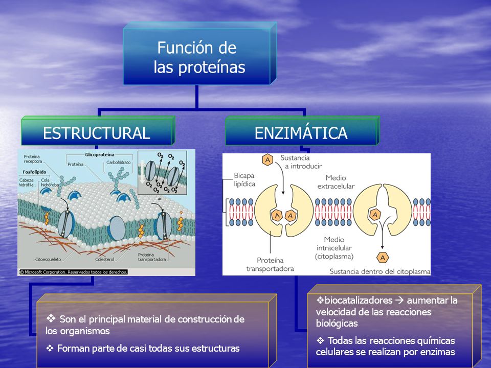 Son el principal material de construcción de los organismos