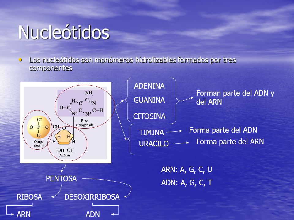 Nucleótidos Los nucleótidos son monómeros hidrolizables formados por tres componentes. ADENINA. Forman parte del ADN y del ARN.