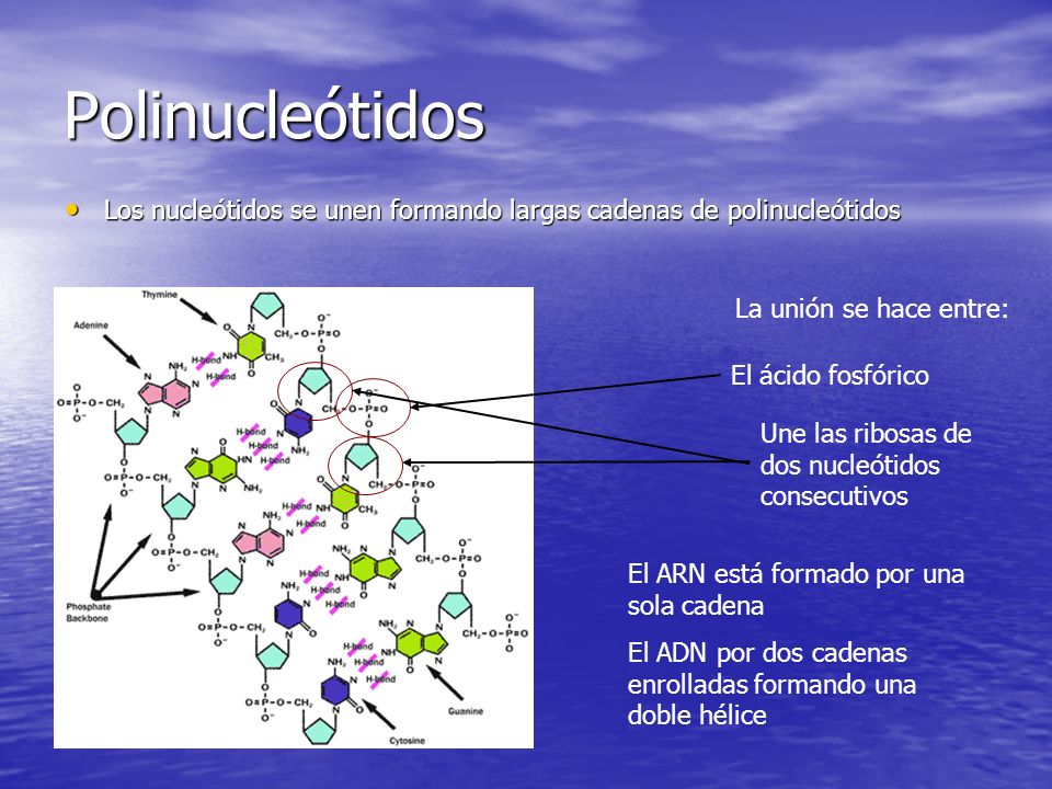 Polinucleótidos Los nucleótidos se unen formando largas cadenas de polinucleótidos. La unión se hace entre: