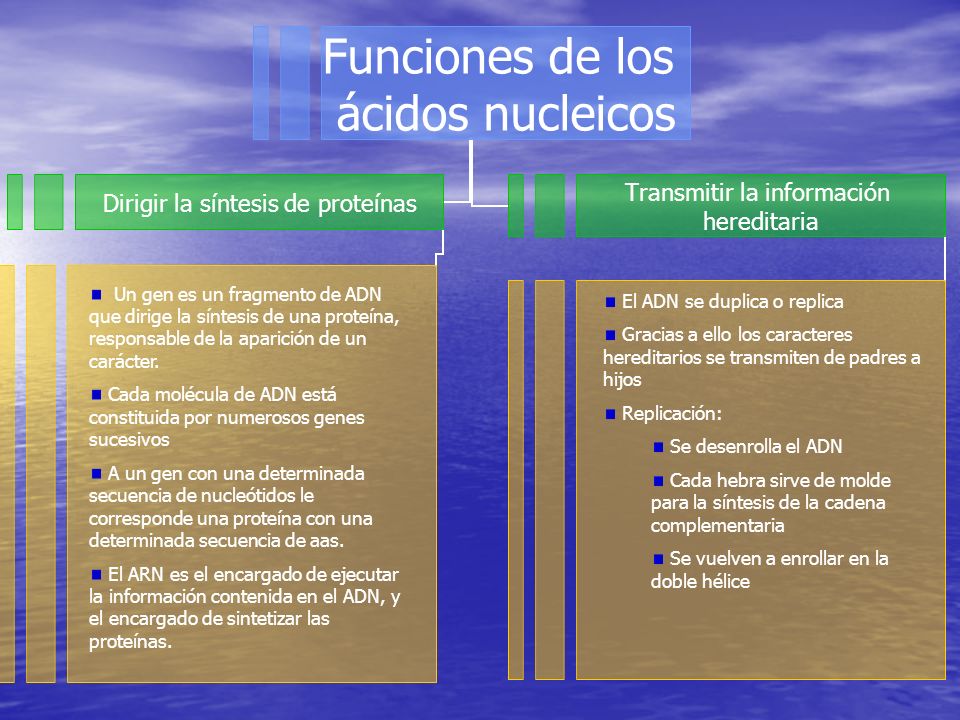 Un gen es un fragmento de ADN que dirige la síntesis de una proteína, responsable de la aparición de un carácter.