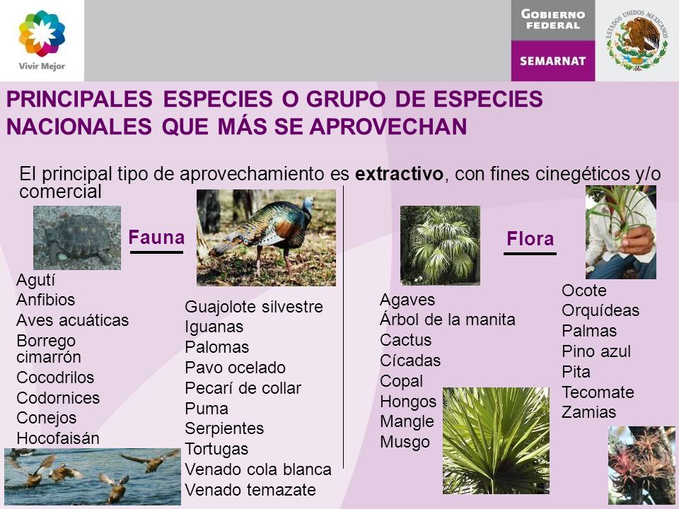 PRINCIPALES ESPECIES O GRUPO DE ESPECIES NACIONALES QUE MÁS SE APROVECHAN