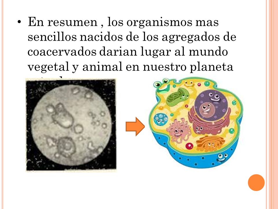 En resumen , los organismos mas sencillos nacidos de los agregados de coacervados darian lugar al mundo vegetal y animal en nuestro planeta actual.
