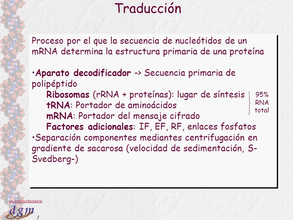 Traducción Proceso por el que la secuencia de nucleótidos de un mRNA determina la estructura primaria de una proteína.