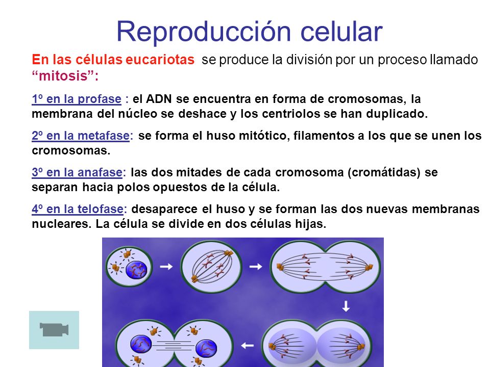 Reproducción celular En las células eucariotas se produce la división por un proceso llamado mitosis :