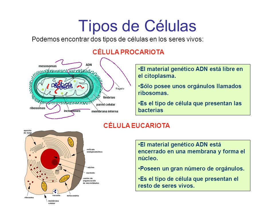 Tipos de Células Podemos encontrar dos tipos de células en los seres vivos: CÉLULA PROCARIOTA.