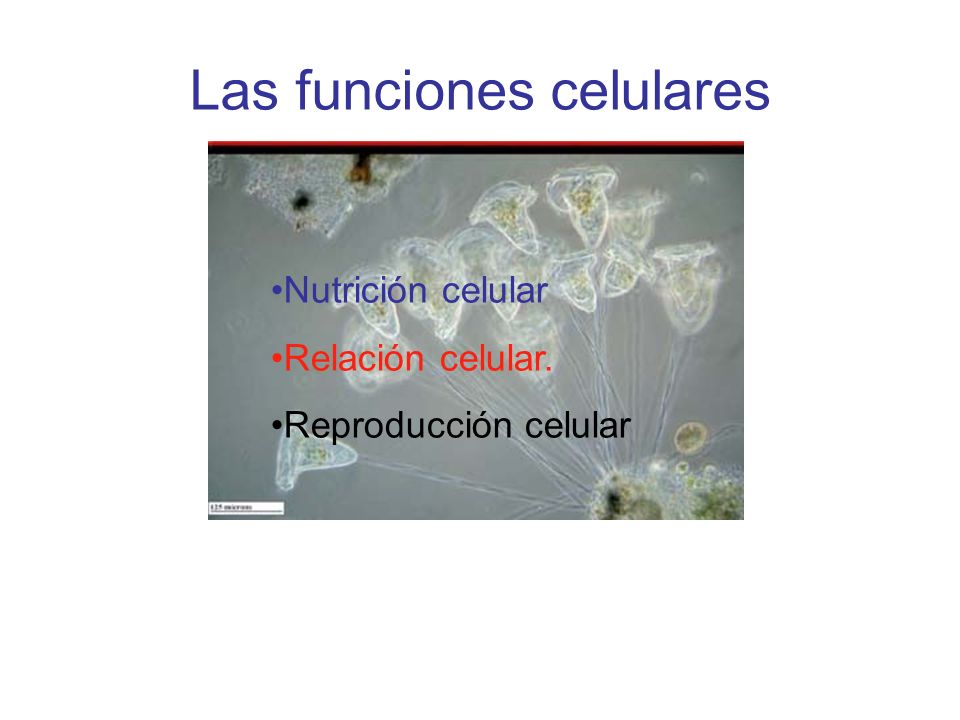 Las funciones celulares